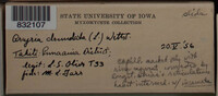 Arcyria denudata image